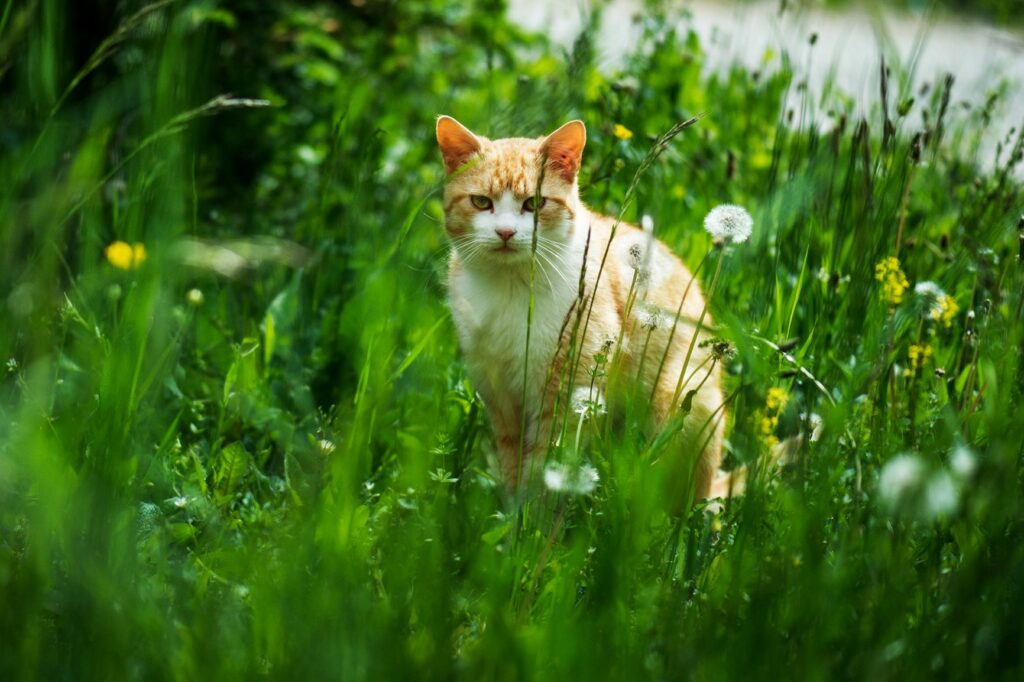 Buitenkat in gras