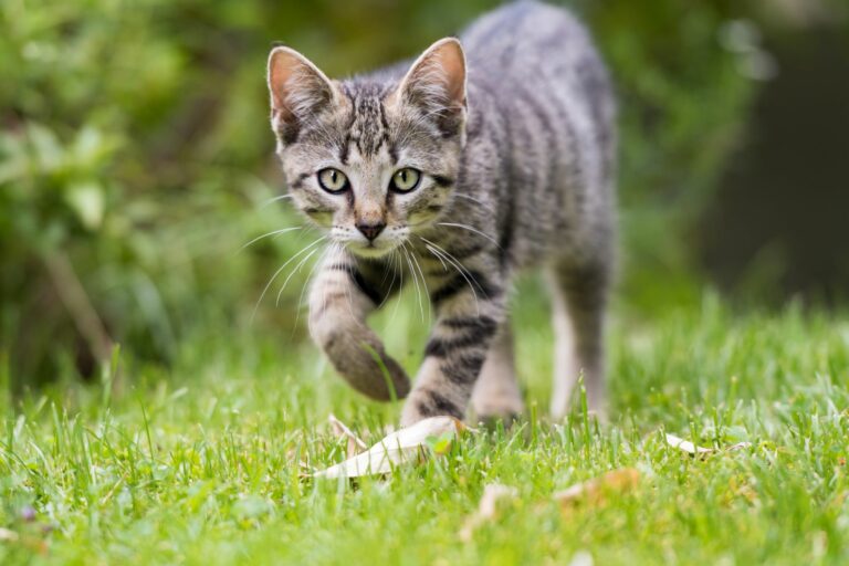 Buitenkat in tuin