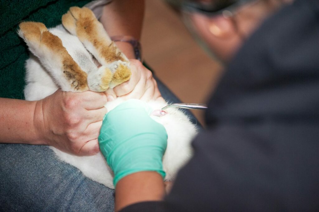 Dierenarts castreert konijn Dierenarts castreert konijn