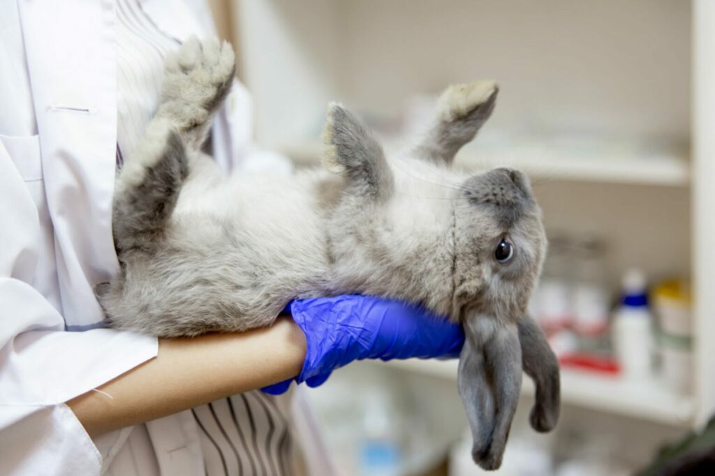 Dierenarts onderzoekt konijn voor de operatie Dierenarts onderzoekt konijn voor de operatie