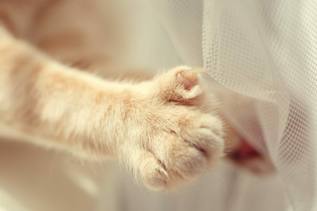 Kattennagels blijven in stof hangen Kattennagels blijven in stof hangen