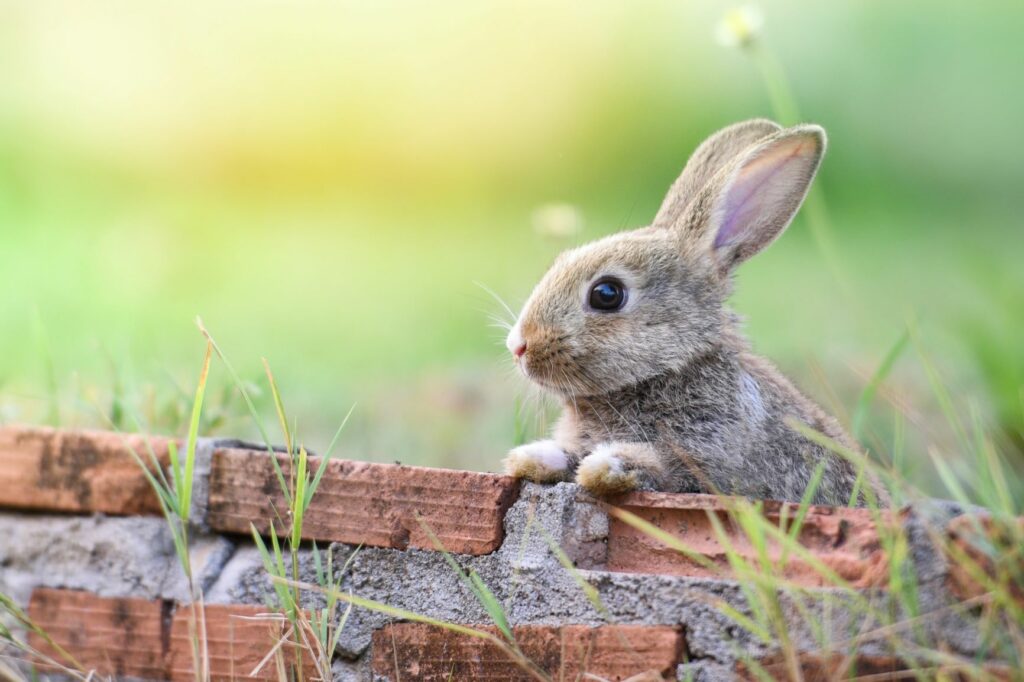 zal ik doen verantwoordelijkheid Loodgieter Je konijn vermaken | Knaagdieropvoeding en training zooplus Magazine