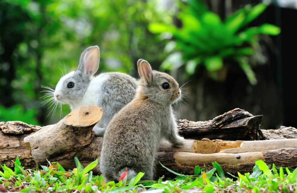 Konijntjes op hout Konijntjes op hout