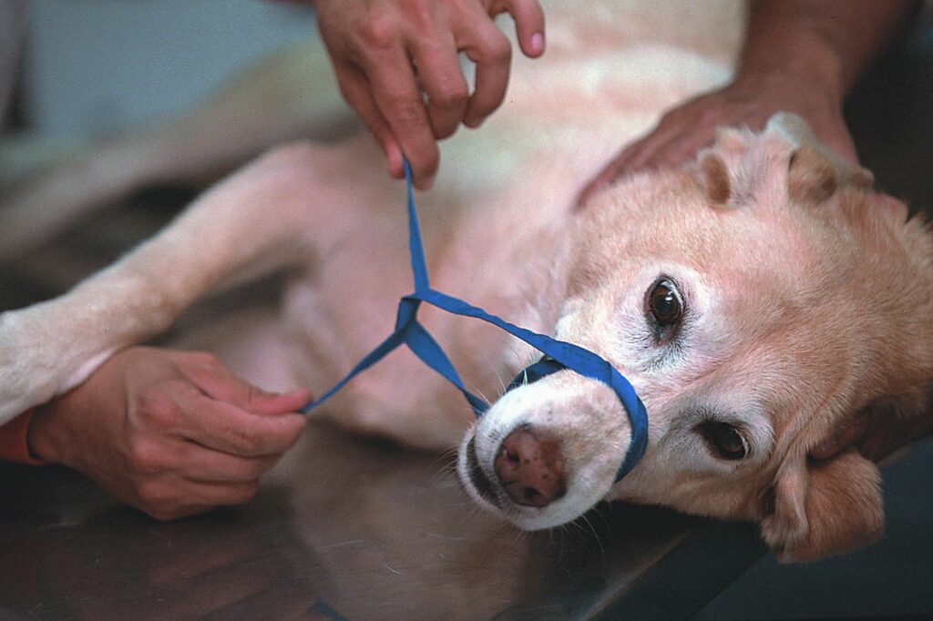 hond gestoken door bij