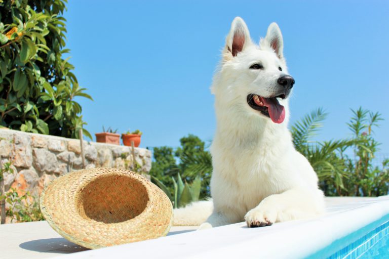 hond tegen zon beschermen