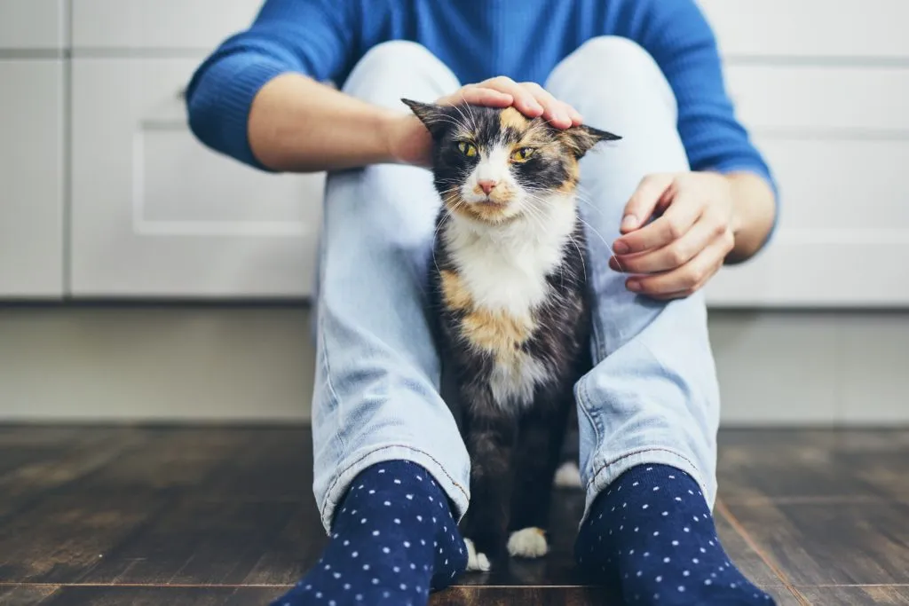 kat socialiseren