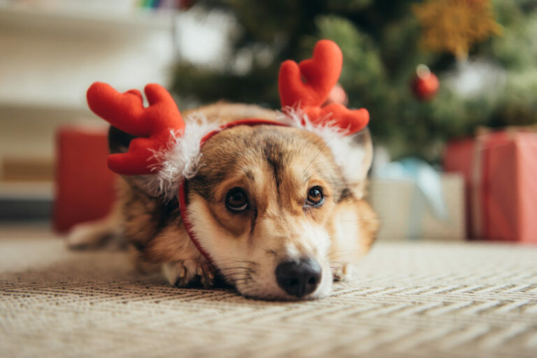 Corgi hond kerst