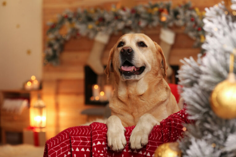 Hond als kerstcadeau