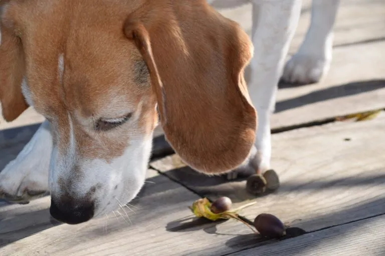Hond eet eikels giftig