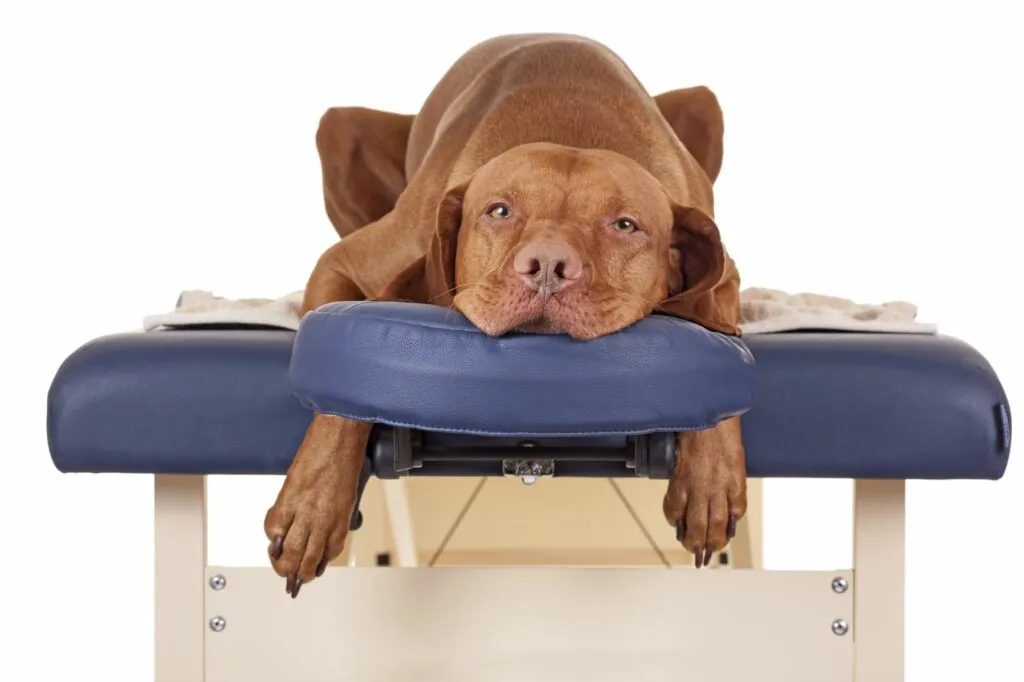 https://www.zooplus.nl/magazine/wp-content/uploads/2021/11/Hond-op-massagestoel.webp