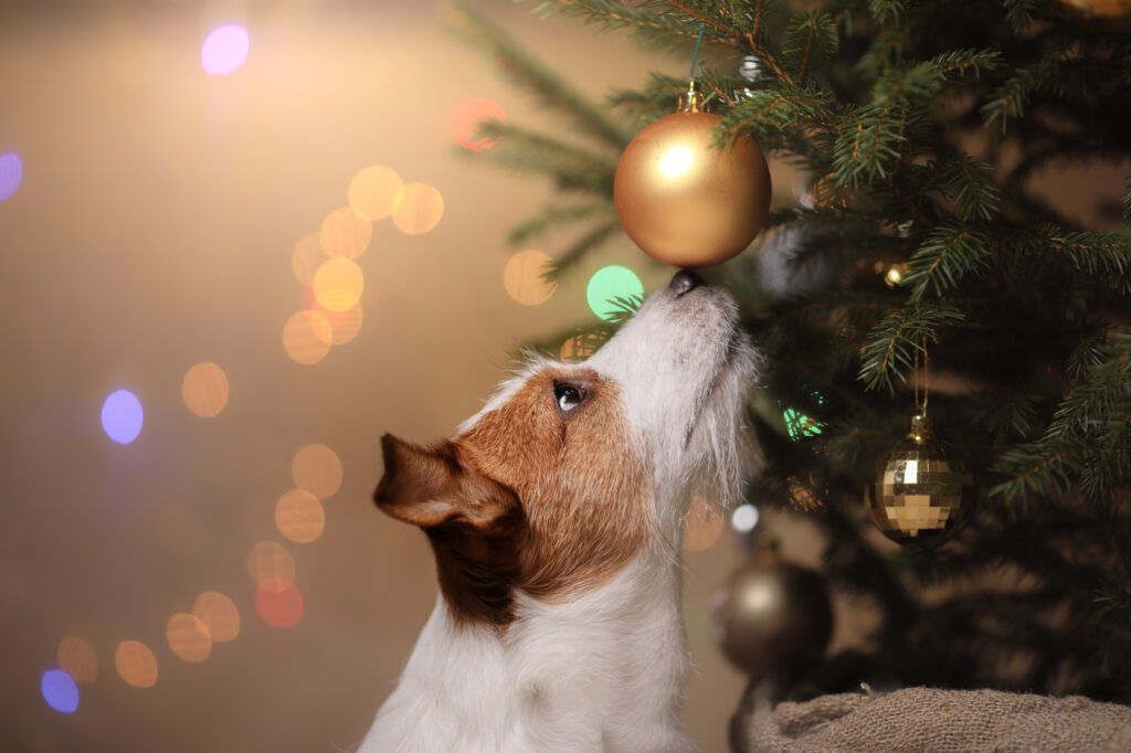 Hond snuffelt aan kerstboom Hond snuffelt aan kerstboom