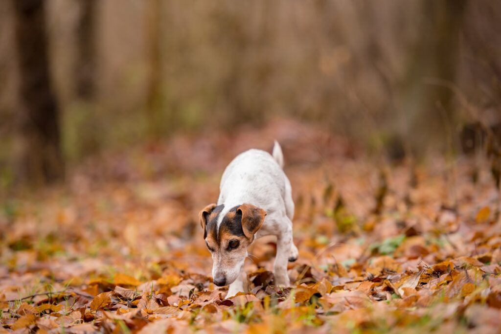 Hond snuffelt tussen de bladeren