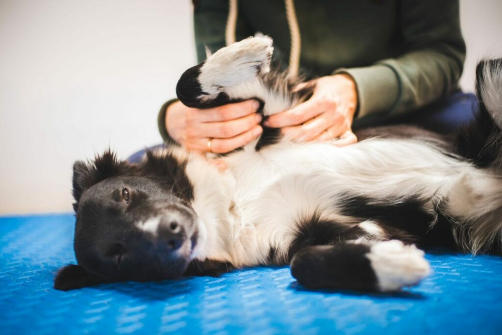 Hond wordt gemasseerd Hond wordt gemasseerd