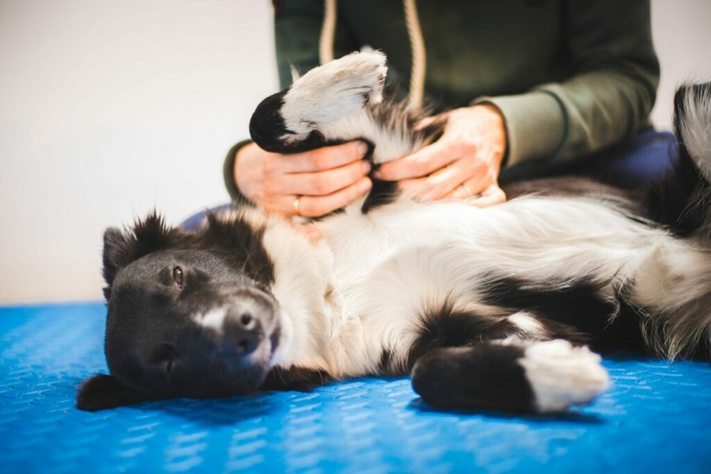 Hond wordt gemasseerd