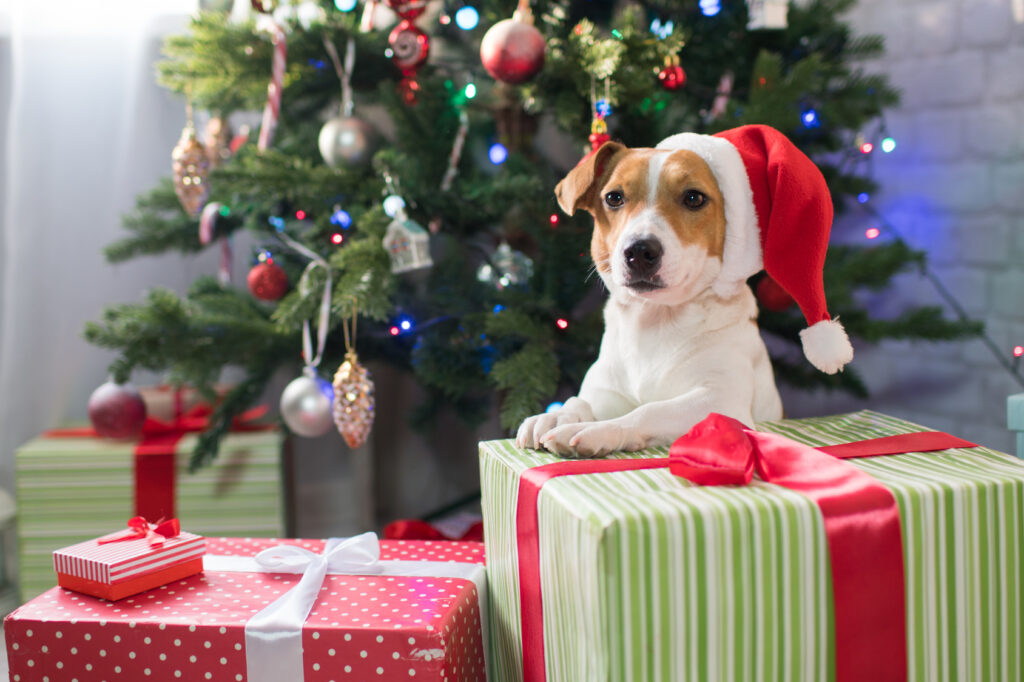 Jackrussel hond bij kerstcadeaus