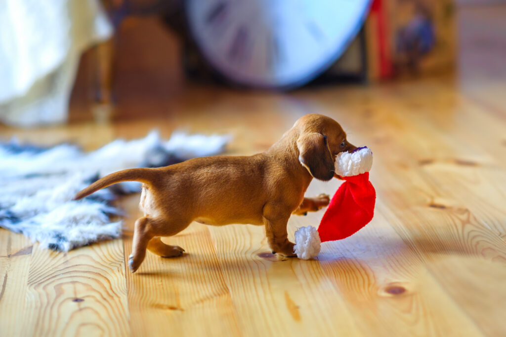 schattige puppy met kerstmus