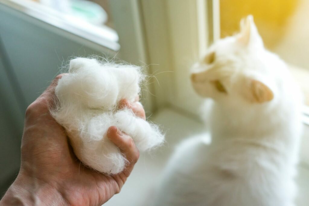 Isoleren oplichter deksel Haarballen bij katten (trichobezoar) | zooplus Magazine