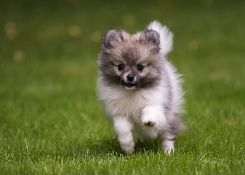 Dwergkeeshond op gras