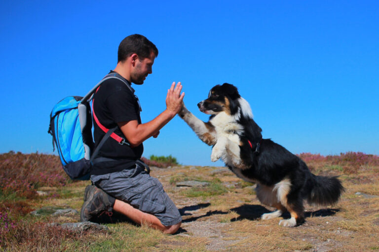 Hond trucje leren high five