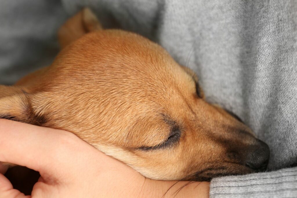 Hond wordt vastgehouden hond wordt vastgehouden