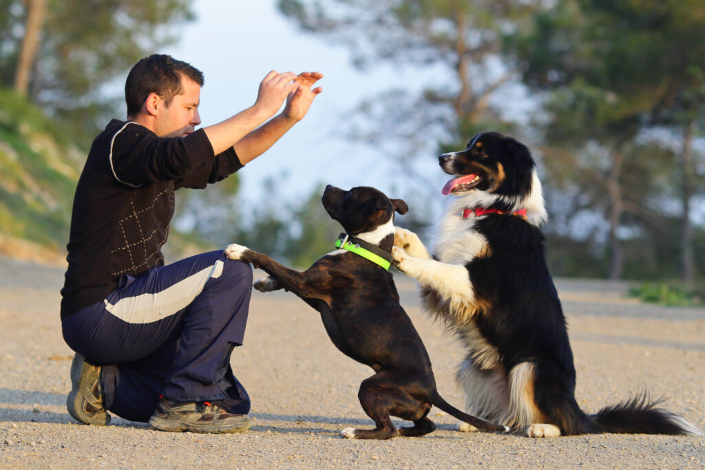 honden trucje leren