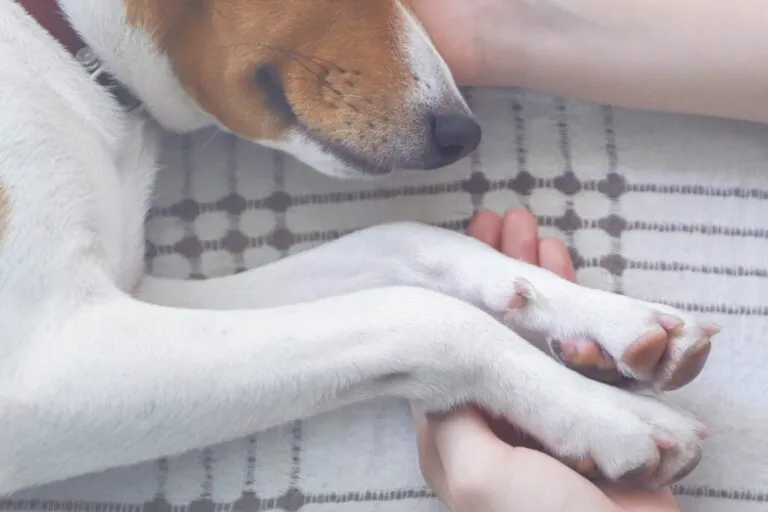 Je hond laten inslapen