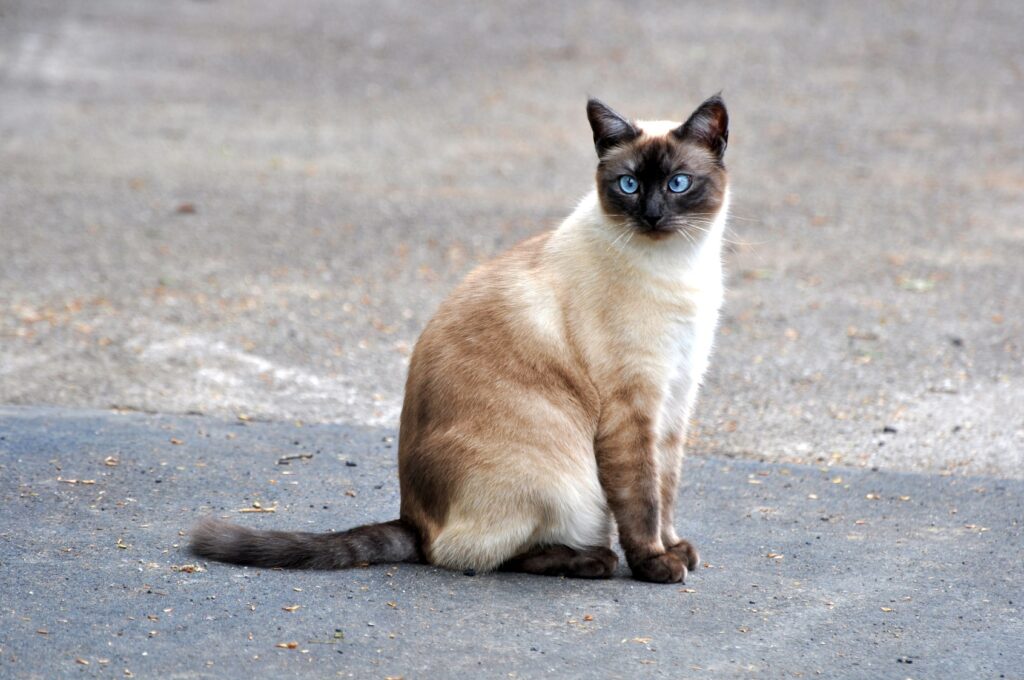 te rechtvaardigen Scully Postcode Siamese Kat: karakter, verzorging, gezondheid | zooplus Magazine