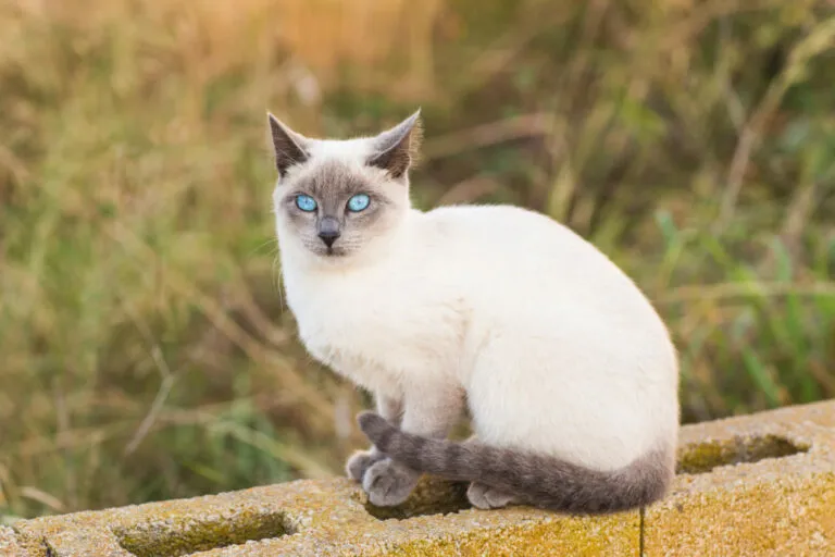 Siamese Kat