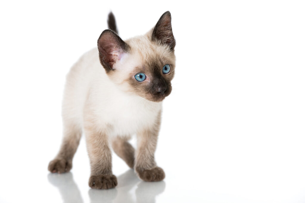 Siamese kitten Siamese kitten