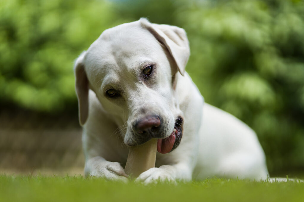 hond bijt op kauwbot