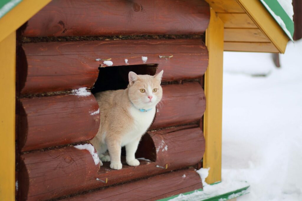 kat in kattenhuis in de sneeuw