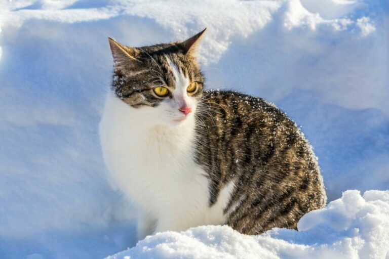 kat in sneeuw