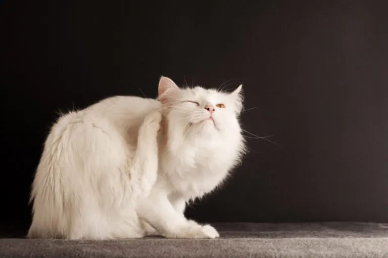 mijten bij katten veroorzaken jeuk