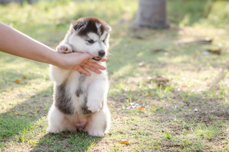 puppy bijt in hand
