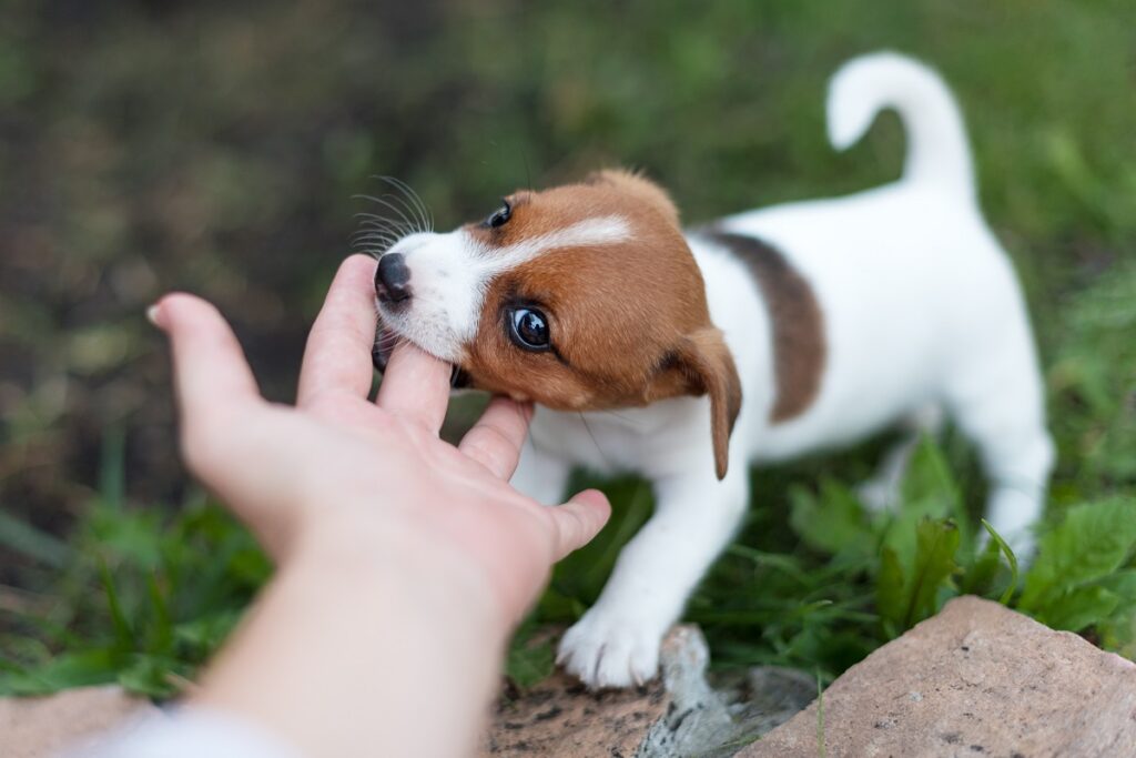 puppy bijt speels in vinger