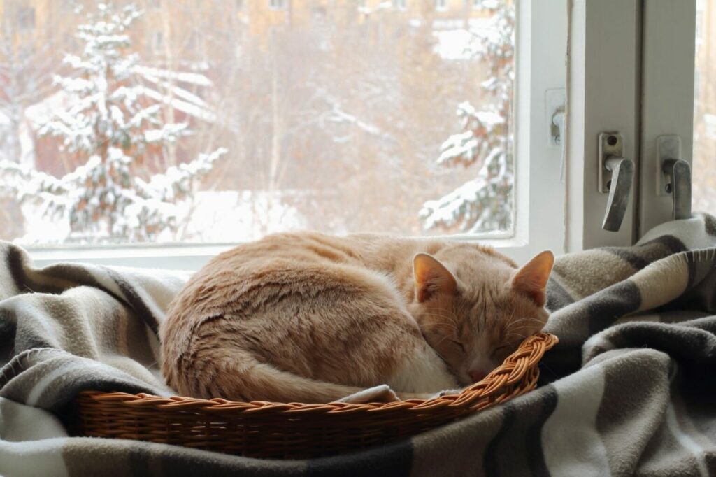 slapende kat in een mandje slapende kat in een mandje