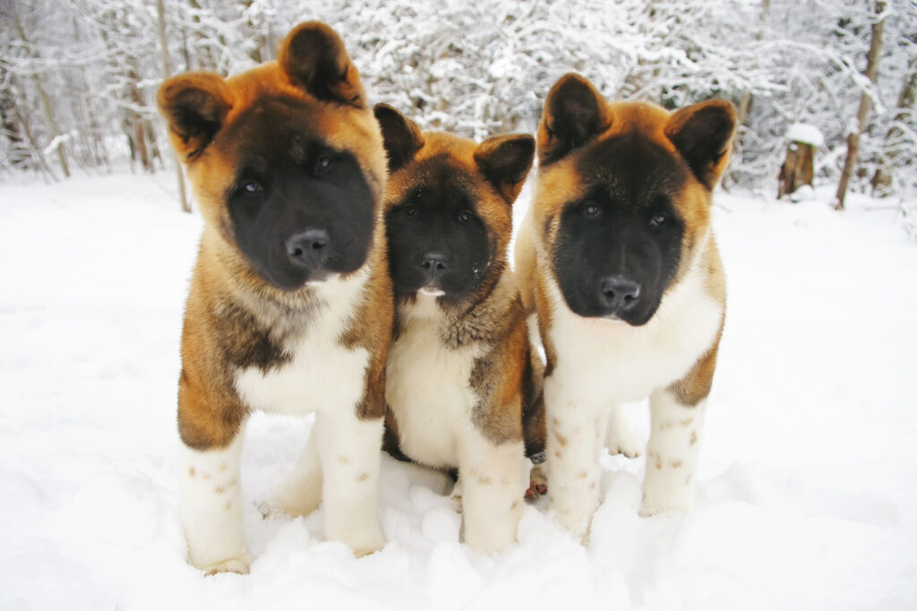 american akita puppy