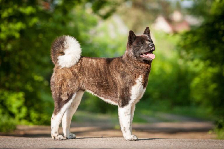 amerikaanse akita