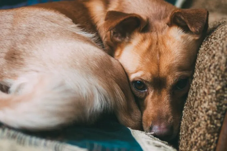 Lusteloze hond die tekenen van vermoeidheid toont