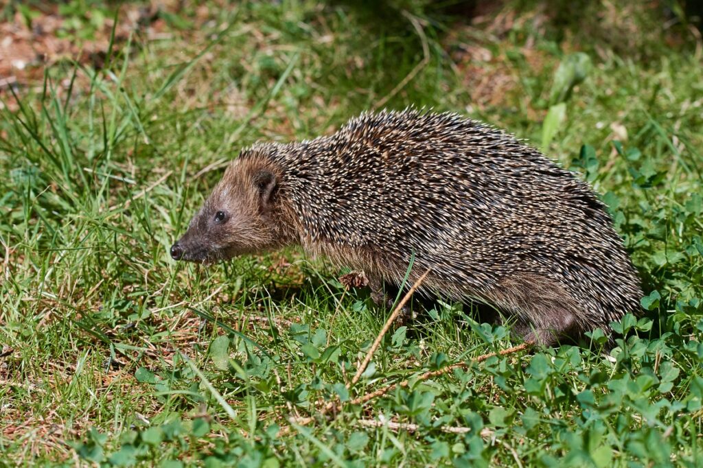 Abgemagerter Igel im Sommer egels helpen