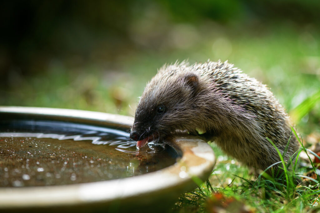 Egel drinkt water egel helpen met water