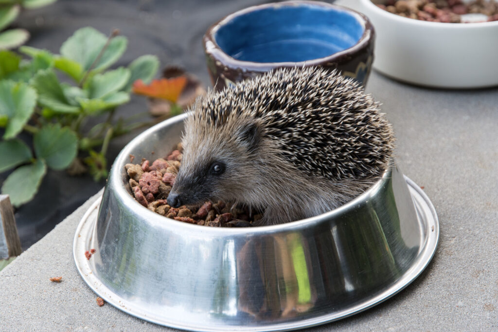 Egel eet voer