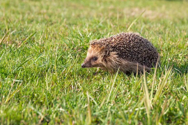 Egel op gras
