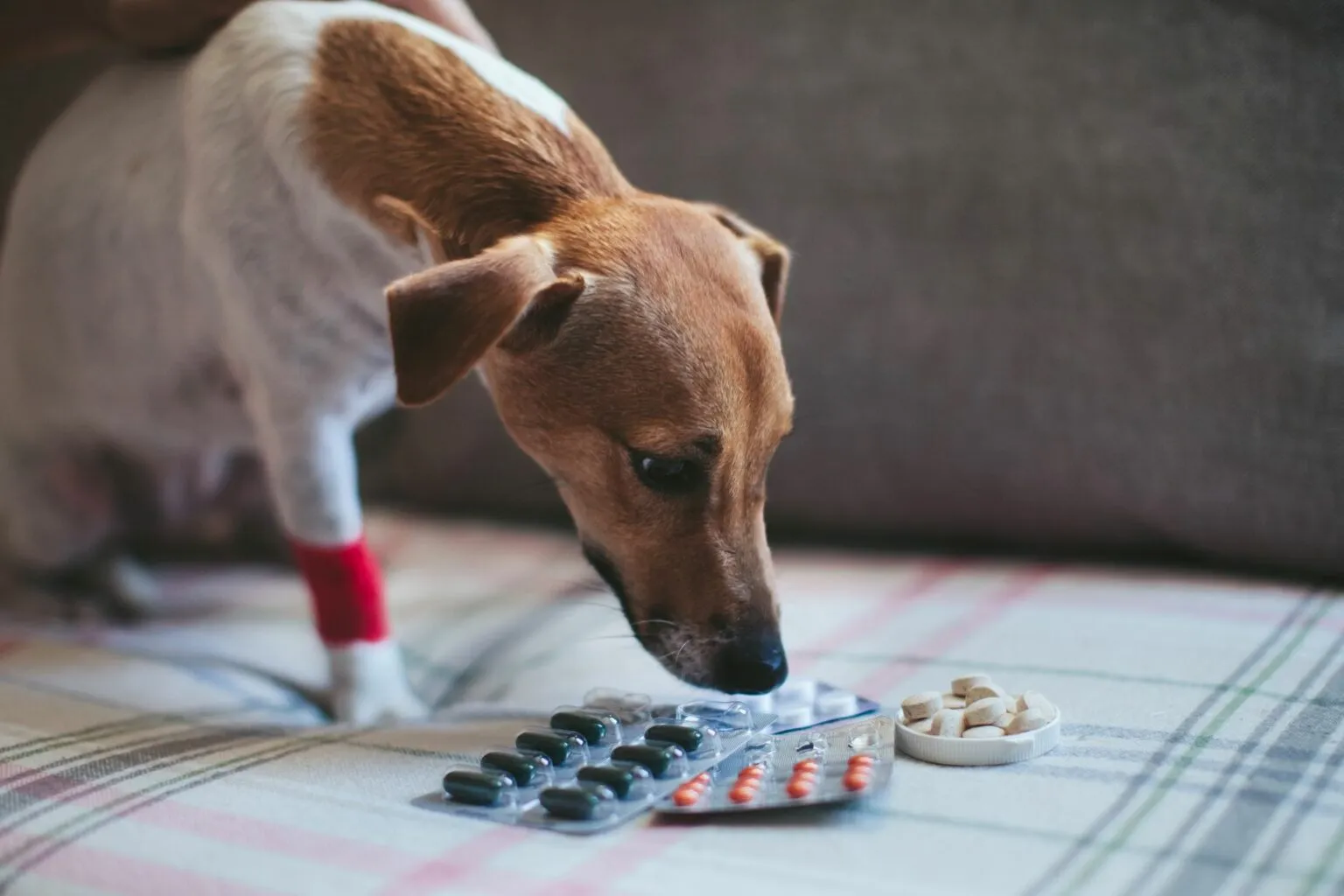 Hond bij pijnstillers