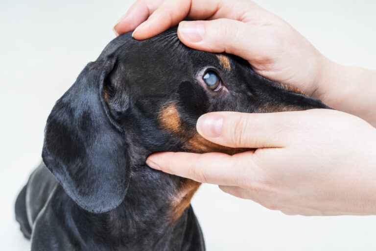 Hond met grijze staar wordt onderzocht