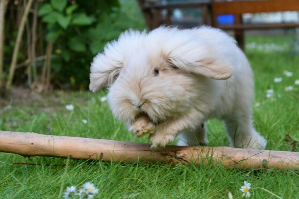 Teddy konijn Widder