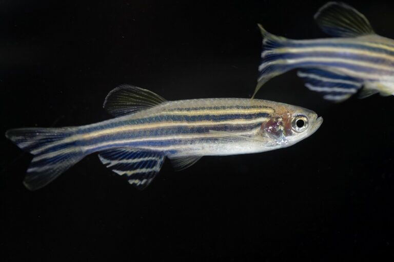 Zebrafish (Danio rerio)