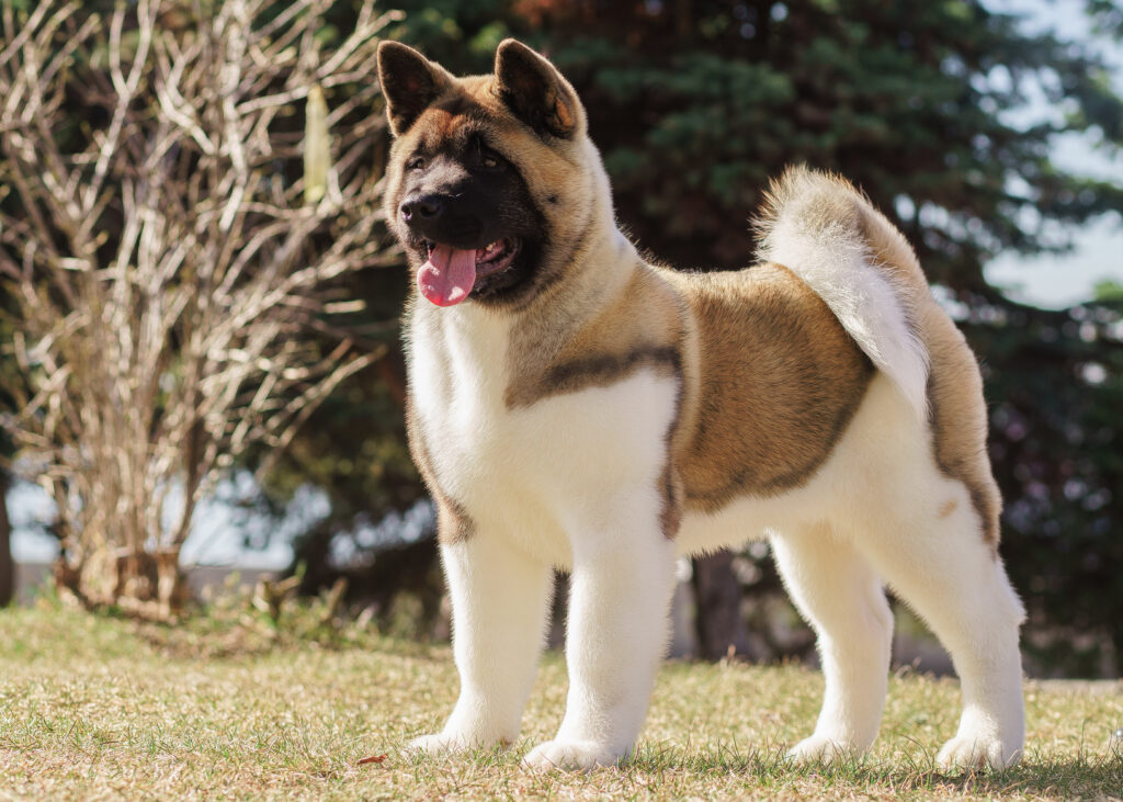 amerikaanse akita amerikaanse akita