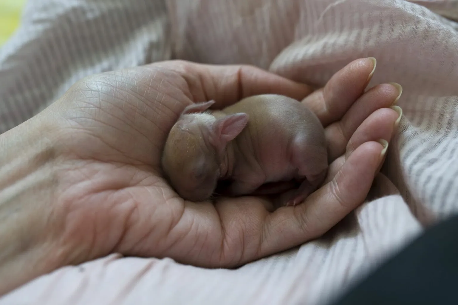babykonijn leeftijd bepalen konijn baby