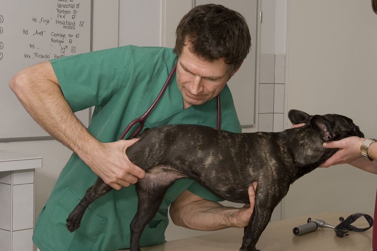 Kluisje Overgave krassen Heupdysplasie bij honden: symptomen en behandeling | zooplus Magazine